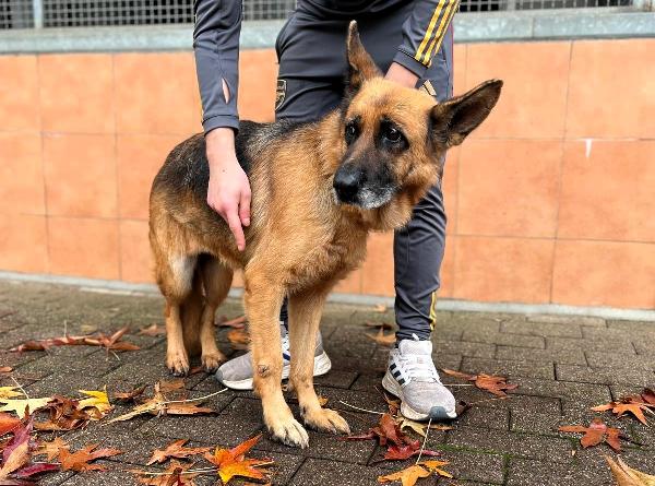 GIANNA PASTORE TEDESCO Foto 2